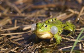 Groene kikker