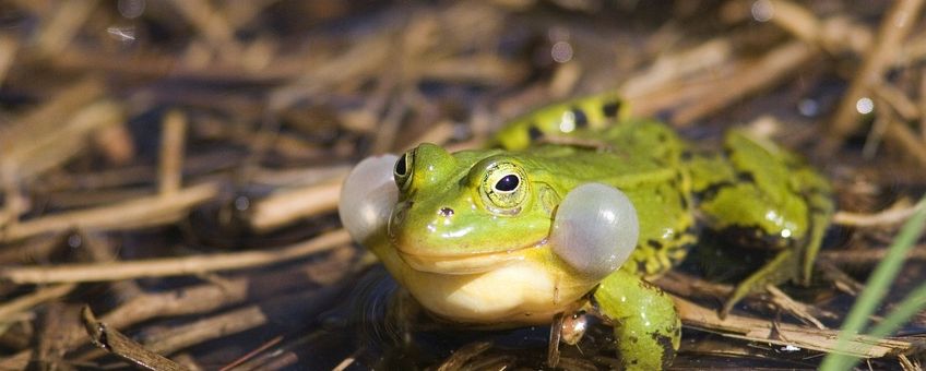 Groene kikker