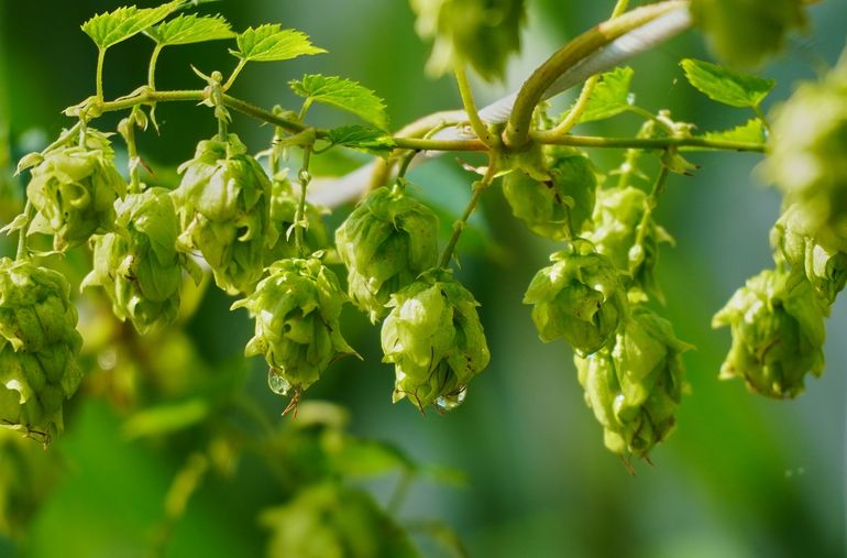 De hop met de kenmerkende groene bellen 