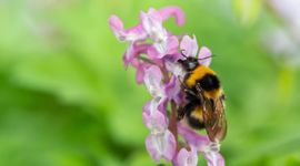 De tuinhommel is een van de zes talrijkste hommelsoorten in Nederland.