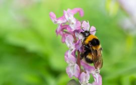 De tuinhommel is een van de zes talrijkste hommelsoorten in Nederland.