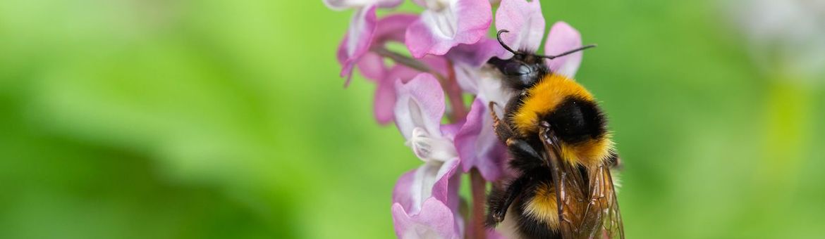 De tuinhommel is een van de zes talrijkste hommelsoorten in Nederland.