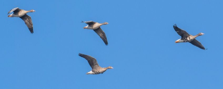 Twee volwassen en twee jonge kolganzen.