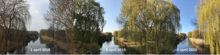 Treurwilgen in Almere rond 5 april 2018, 2019 en 2020