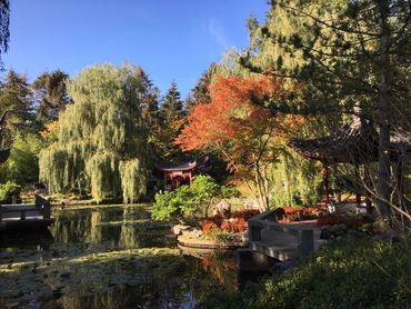 Chinese tuin in de Hortus botanicus Haren met treurwilg