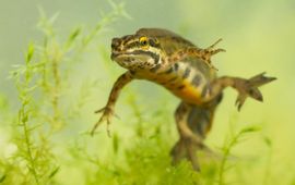 Hybride Kleine watersalamander x Vinpootsalamander