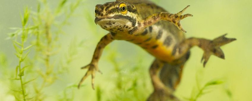 Hybride Kleine watersalamander x Vinpootsalamander