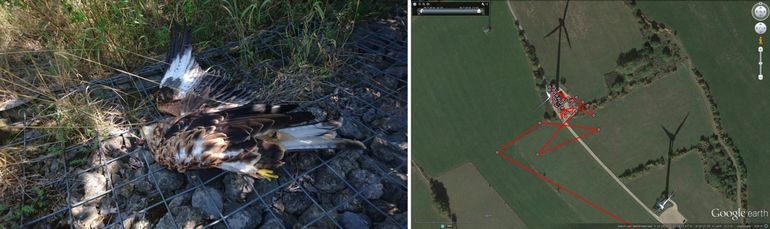 Links: Gestorven jonge Rode Wouw uit Limburg, als gevolg van een aanvaring met een windturbine. Simmerath (D), 30 juli 2019. Rechts: Figuur 2. Posities van de Limburgse vogel vlak voor het dier door de turbine werd geraakt, Simmerath (D), 29 juli 2019