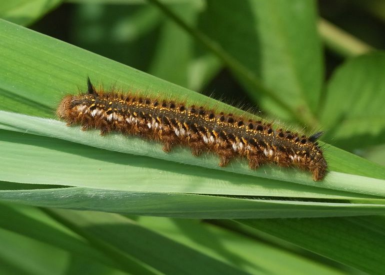 De grote rups van de rietvink kan nu je pad kruizen