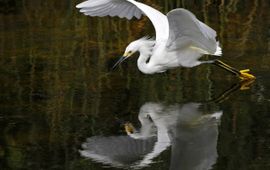 Zilverreiger, egret