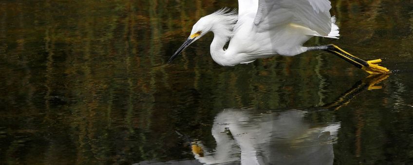 Zilverreiger, egret