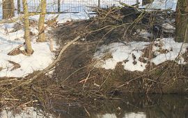 Nieuwe beverburcht langs Geul in Meersenerbroek.