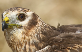 Mark Thomas, RSPB Grauwe Kiekendief Sally - VOOR EENMALIG GEBRUIK