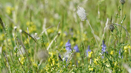 Ruig grasland met ruige weegbree en grote centaurie