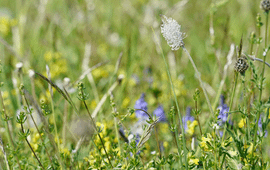 Ruig grasland met ruige weegbree en grote centaurie