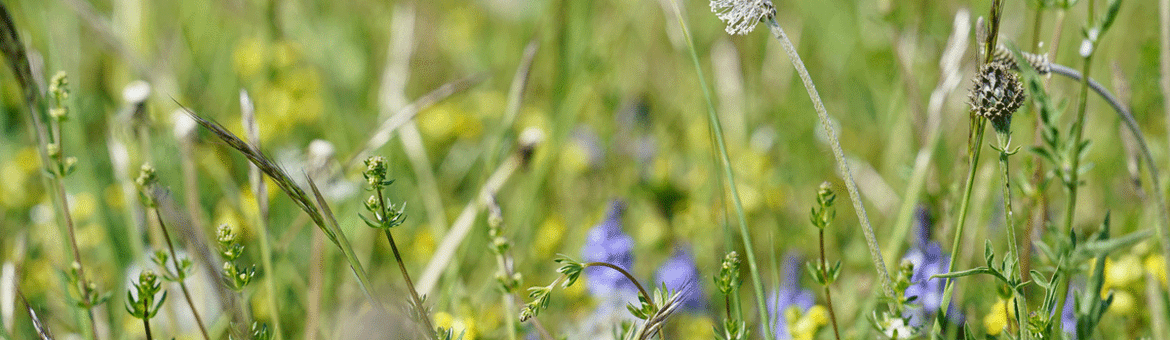 Ruig grasland met ruige weegbree en grote centaurie