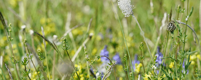 Ruig grasland met ruige weegbree en grote centaurie