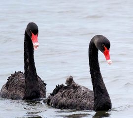 Cygnus atratus, Zwarte zwaan