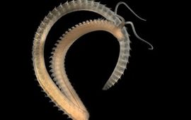 Scolelepis squamata, worm uit de Spionidae familie, Wikipedia, Creative Commons Attribution-Share Alike 3.0 Unported license