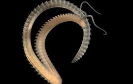 Hans Hillewaert Scolelepis squamata, worm uit de Spionidae familie, Wikipedia, Creative Commons Attribution-Share Alike 3.0 Unported license