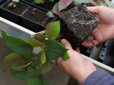 Opgeweekte plant drie maanden na zaaien