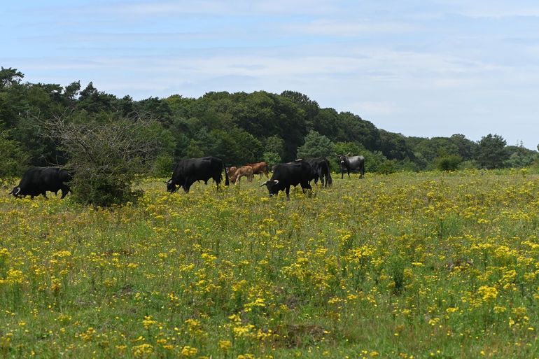 Grote grazers, zoals deze Sayaguesa in Planken Wambuis, dragen bij aan plantendiversiteit