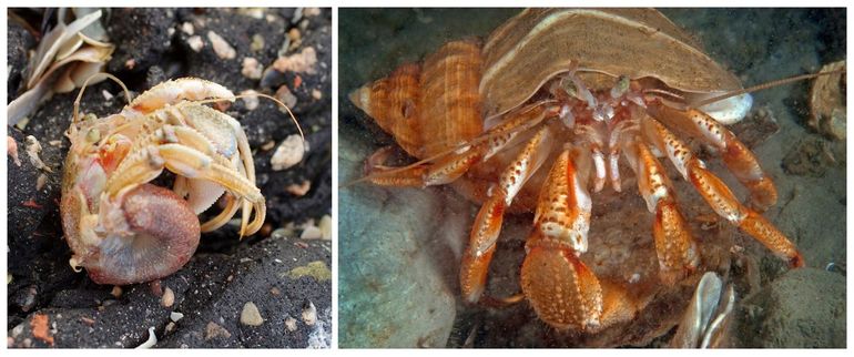 Zoals bij alle heremietkreeften is het achterlijf van de Grote heremietkreeft (Pagurus bernhardus) onverhard en week (zie het aangespoelde exemplaar links). Daarom verstoppen ze het in een slakkenhuis. De dieren kunnen vele jaren leven en worden tien centimeter of groter. Als ze groeien, wisselen ze van slakkenhuis. Rechts: exemplaar in de schelp van een Wulk bij de Zeelandbrug