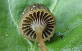 Tonnetjesmycena, Mycena picta