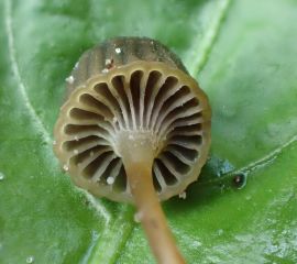 Tonnetjesmycena, Mycena picta
