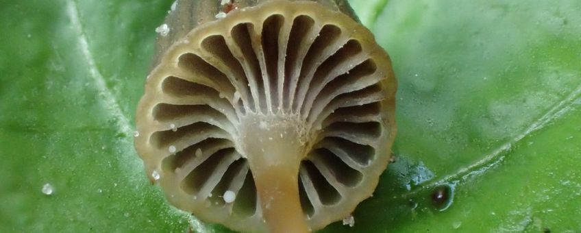 Tonnetjesmycena, Mycena picta