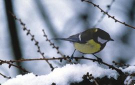 Koolmees in de sneeuw