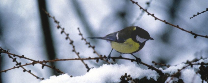 Koolmees in de sneeuw