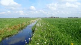 Pinksterbloem langs de sloot in Meppel, binnenkort een zeldzaam gezicht?
