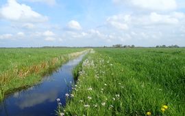 Pinksterbloem langs de sloot in Meppel, binnenkort een zeldzaam gezicht?