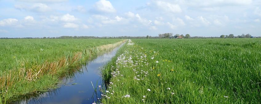 Pinksterbloem langs de sloot in Meppel, binnenkort een zeldzaam gezicht?