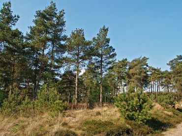 Dwingelderveld, Drenthe