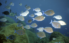 School of ocean surgeonfish