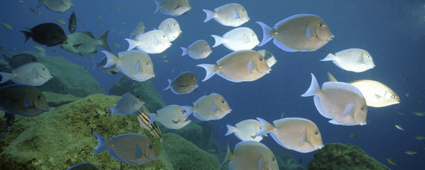 School of ocean surgeonfish