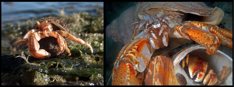 Heremietkreeften zijn populair. Onder water of in de getijdenzone kijken de groene oogjes van de Grote heremietkreeft enthousiast terug. De rechterschaar is het grootst, in tegenstelling tot bij de Kleine heremietkreeft (Diogenes pugilator). Links: dier in een tepelhoren begroeid met Ruwe zeerasp (Hydractinia echinata); rechts poging tot paring van twee volgroeide dieren, beide in schelpen van de Wulk (Buccinum undatum)