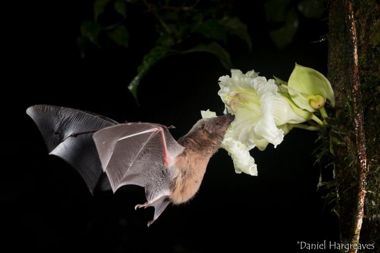 Een bladneusvleermuis drinkt nectar en bestuift de bloem