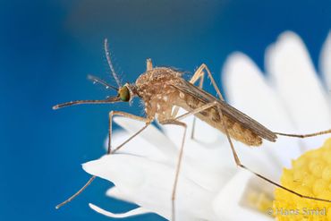 Gewone steekmug (Culex pipiens)