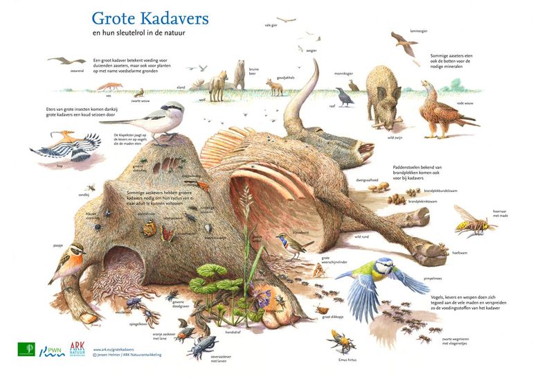 Kadavers zijn onmisbaar voor de natuur. Klik op de tekening voor een gratis download!