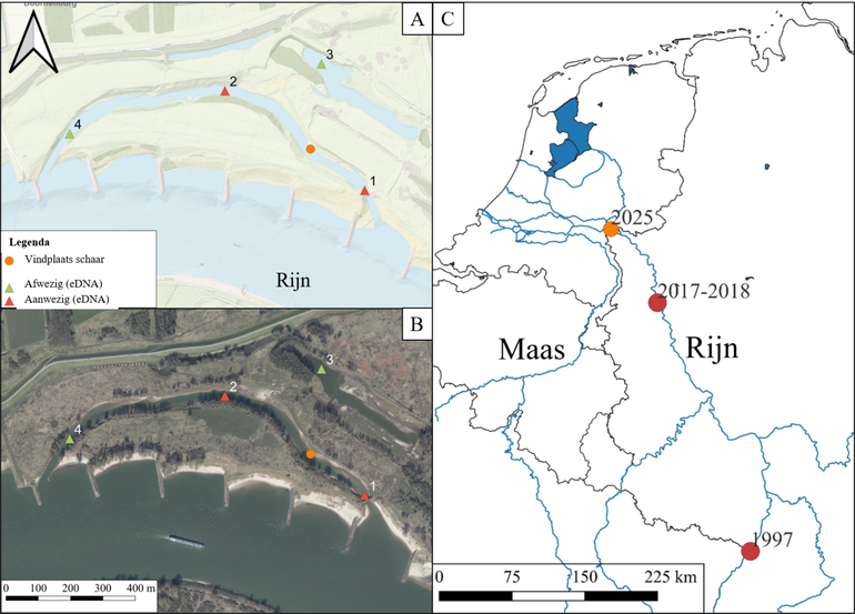 (A) Het gebied de Klompenwaard, de locatie van de nevengeul van de Rijn in Nederland en de plaats waar in april 2025 de schaar van de calicotrivierkreeft werd aangetroffen. Ook de locaties van de eDNA-bemonsteringspunten (oktober 2025) zijn aangegeven (groen betekent afwezigheid, rood aanwezigheid). De stromingsrichting van de Rijn is van oost naar west. (B) luchtfoto van de locatie in A. (C) locaties waar de calicotrivierkreeft is aangetroffen in Europa