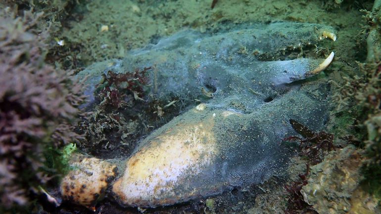De rottende en beschimmelde schaarpoten van weer een dode zeekreeft in de Oosterschelde bij de Zeelandbrug, Zierikzee, 27 september 2023