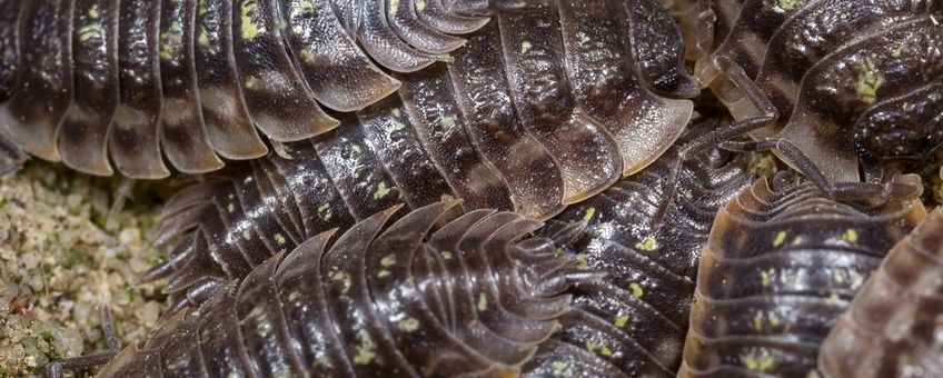 Pissebedden vormen vaak groepjes op beschutte plekken