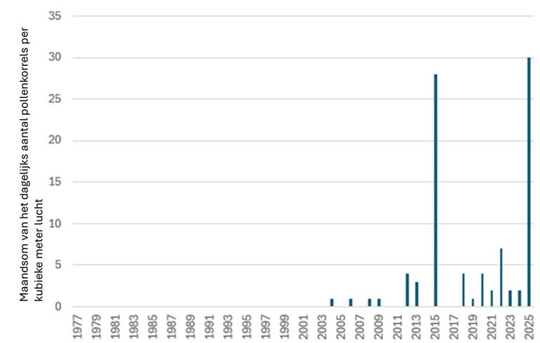 Figuur 1: Totaal aantal hazelaarpollenkorrels in december, geteld door het LUMC