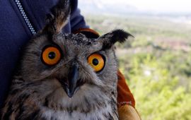 Een noordelijke oehoe is klaar om te worden vrijgelaten na rehabilitatie in het Beijing Raptor Rescue Center.