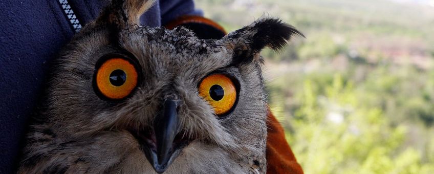 Een noordelijke oehoe is klaar om te worden vrijgelaten na rehabilitatie in het Beijing Raptor Rescue Center.