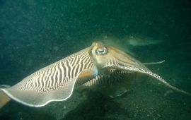 Sepia officinalis, Zeekat