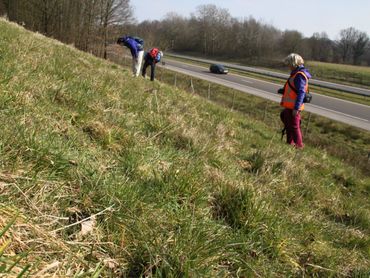 Zoeken van rupsennesten van veldparelmoervlinder